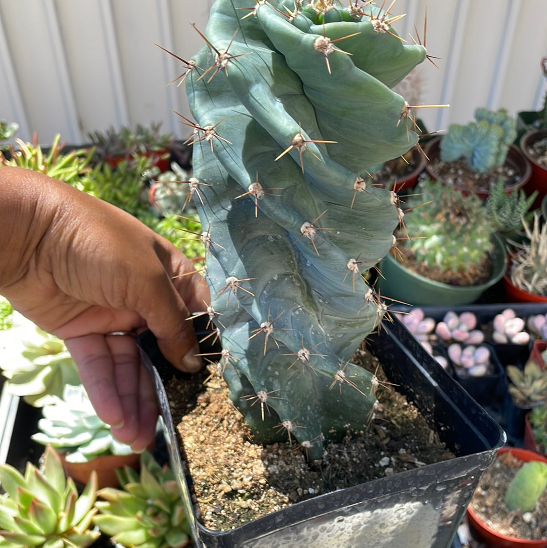 Spiral Cactus