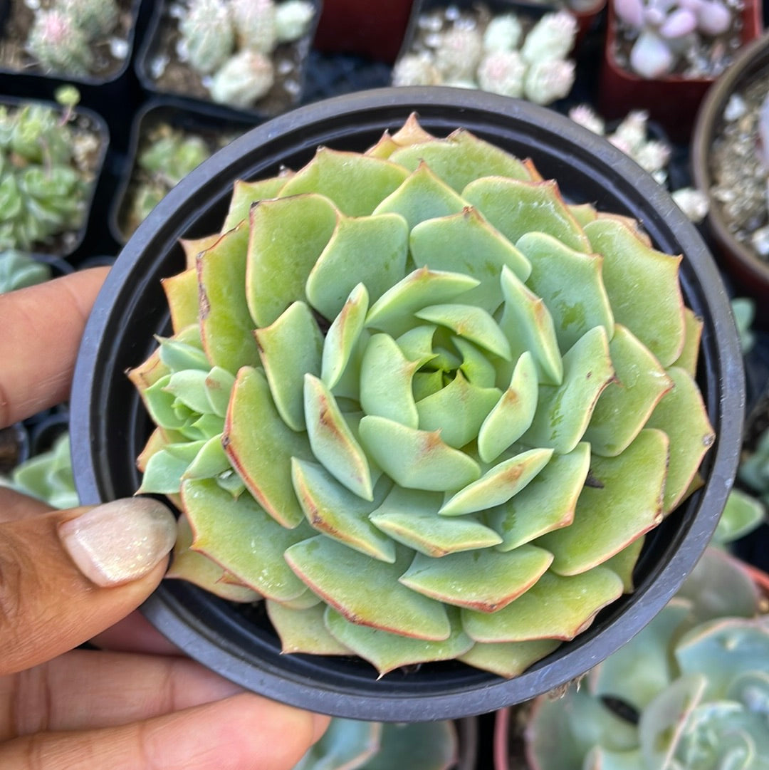 Echeveria Ramilette