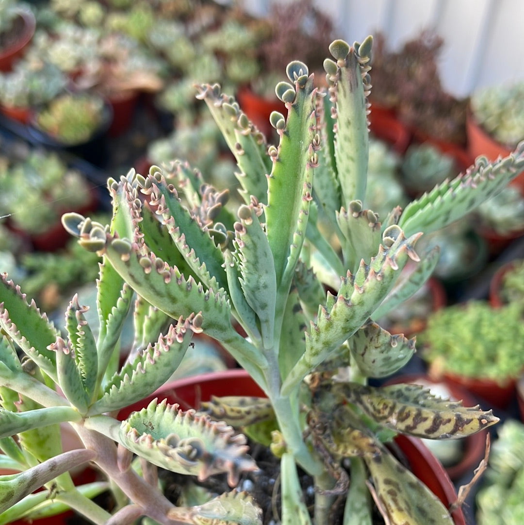 Mother of Thousands