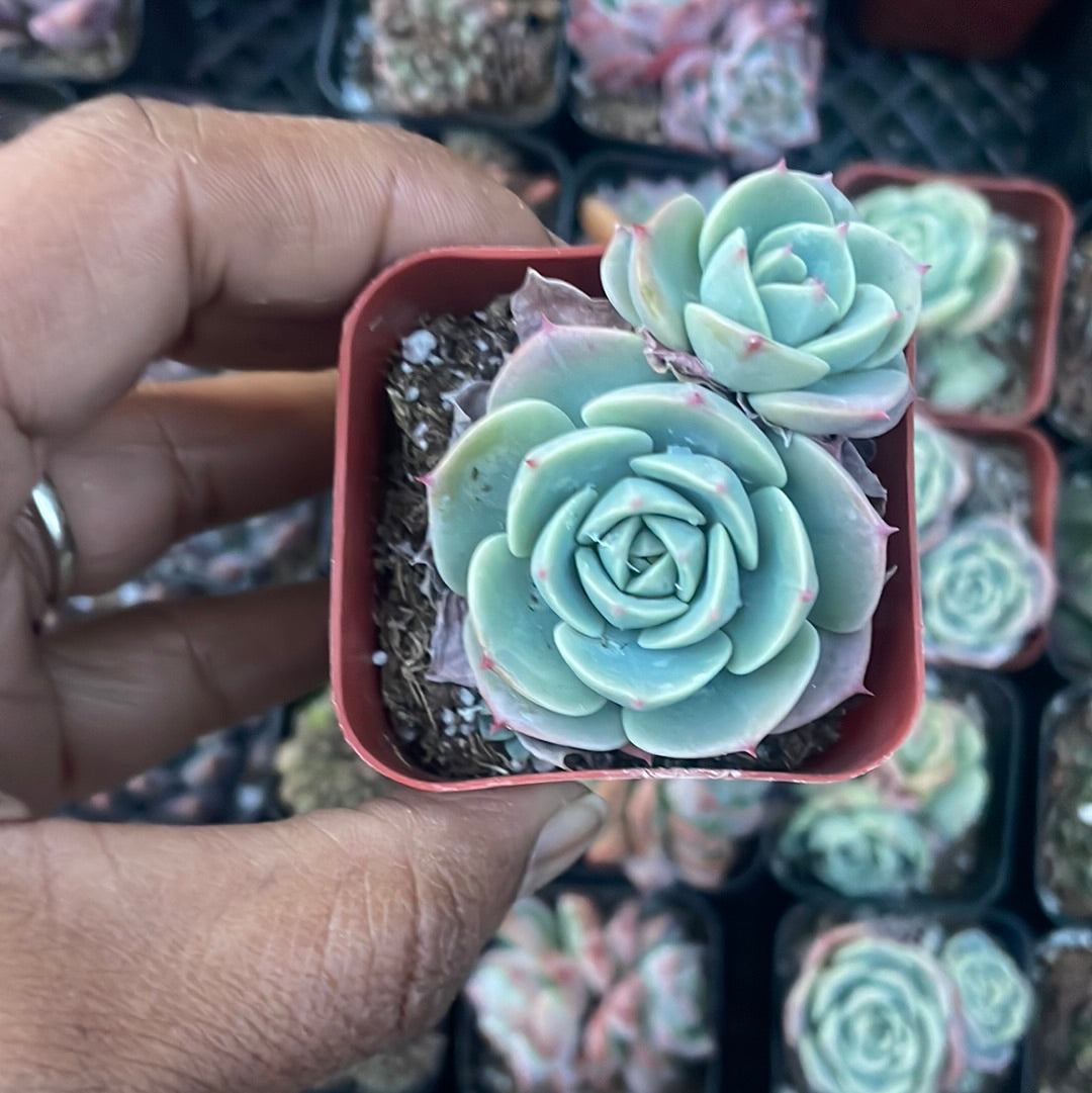 2 inch Echeveria Succulent Cluster