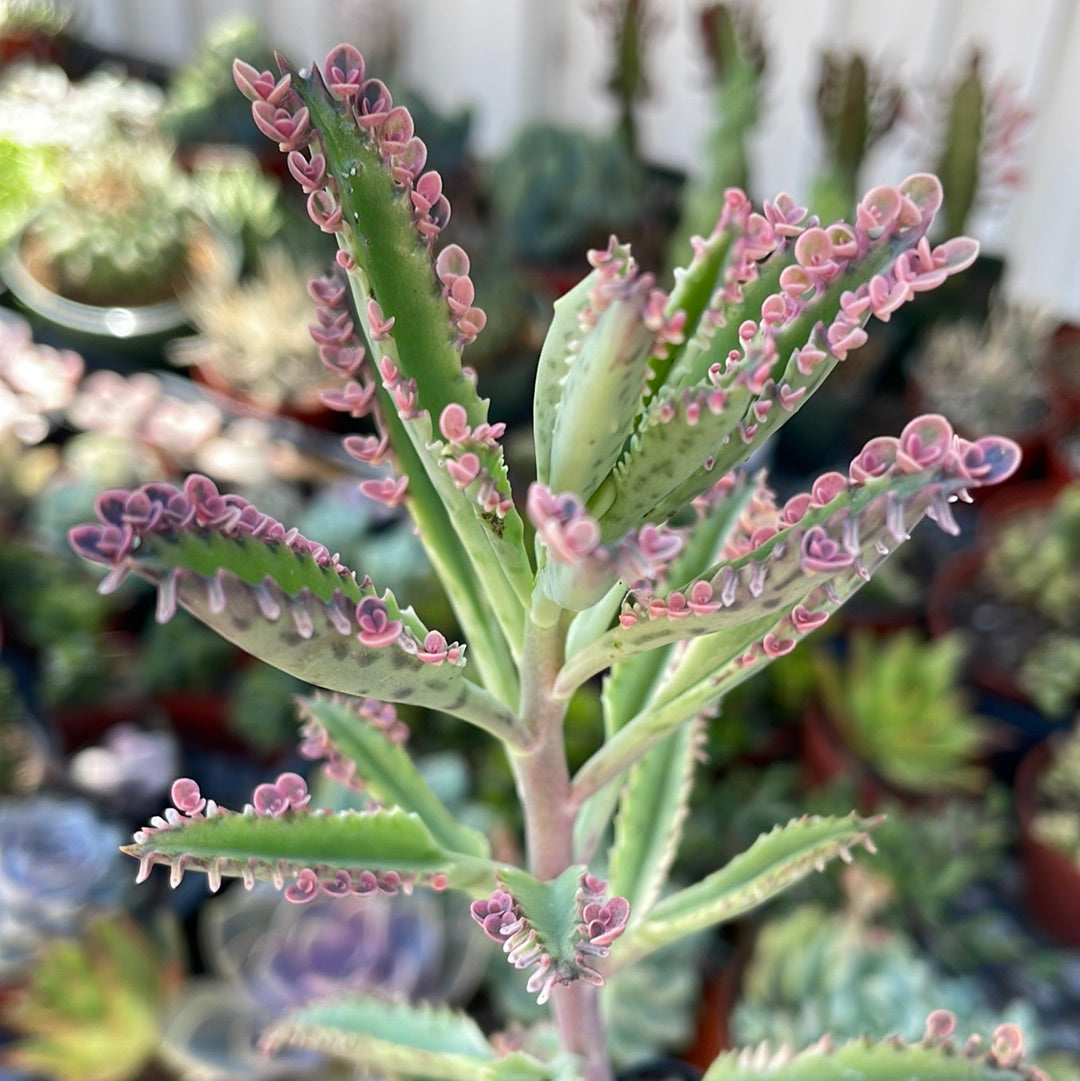 Mother of Thousands - Pink Butterfly