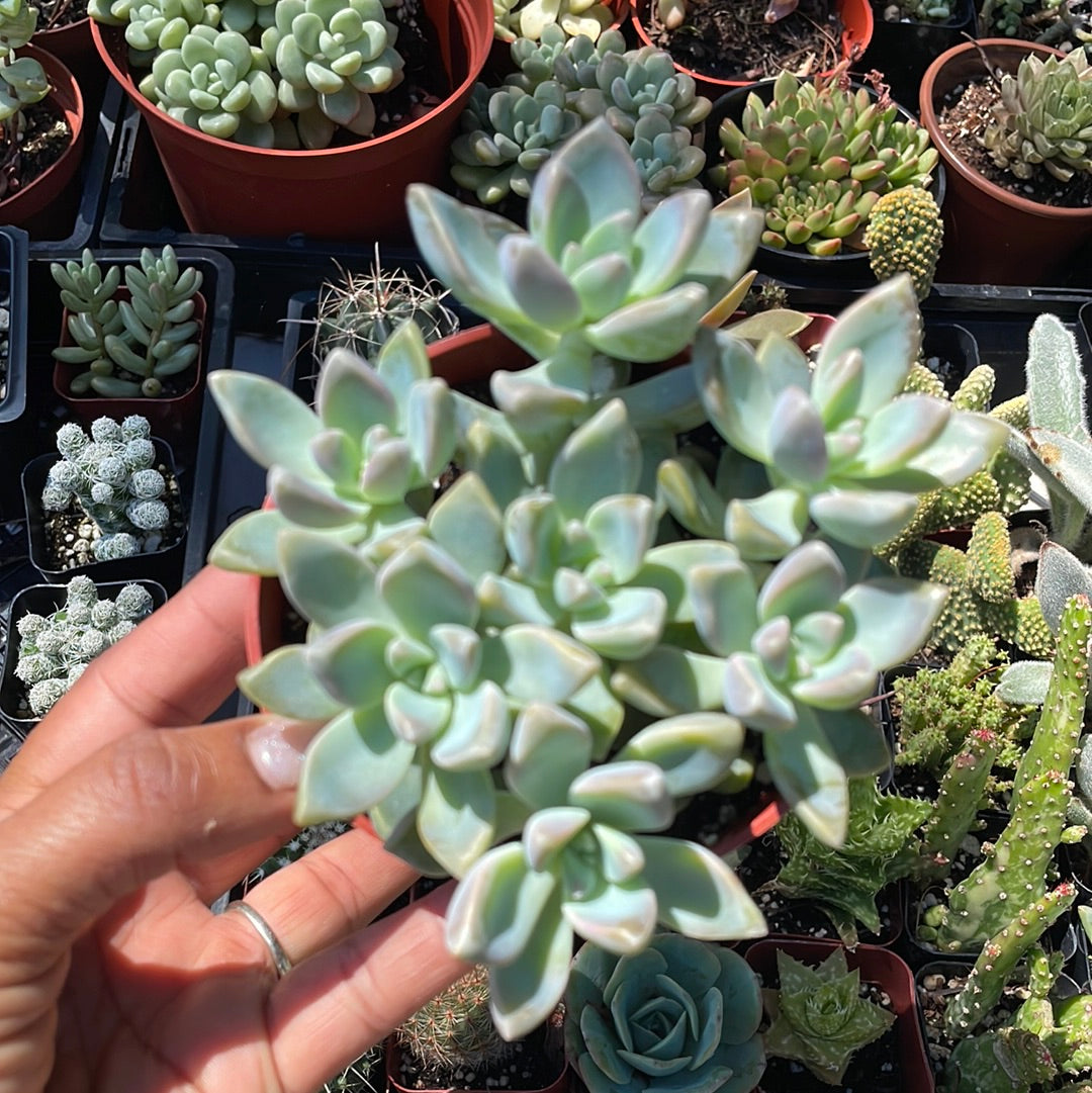 Graptopetalum paraguayense - Ghost Plant