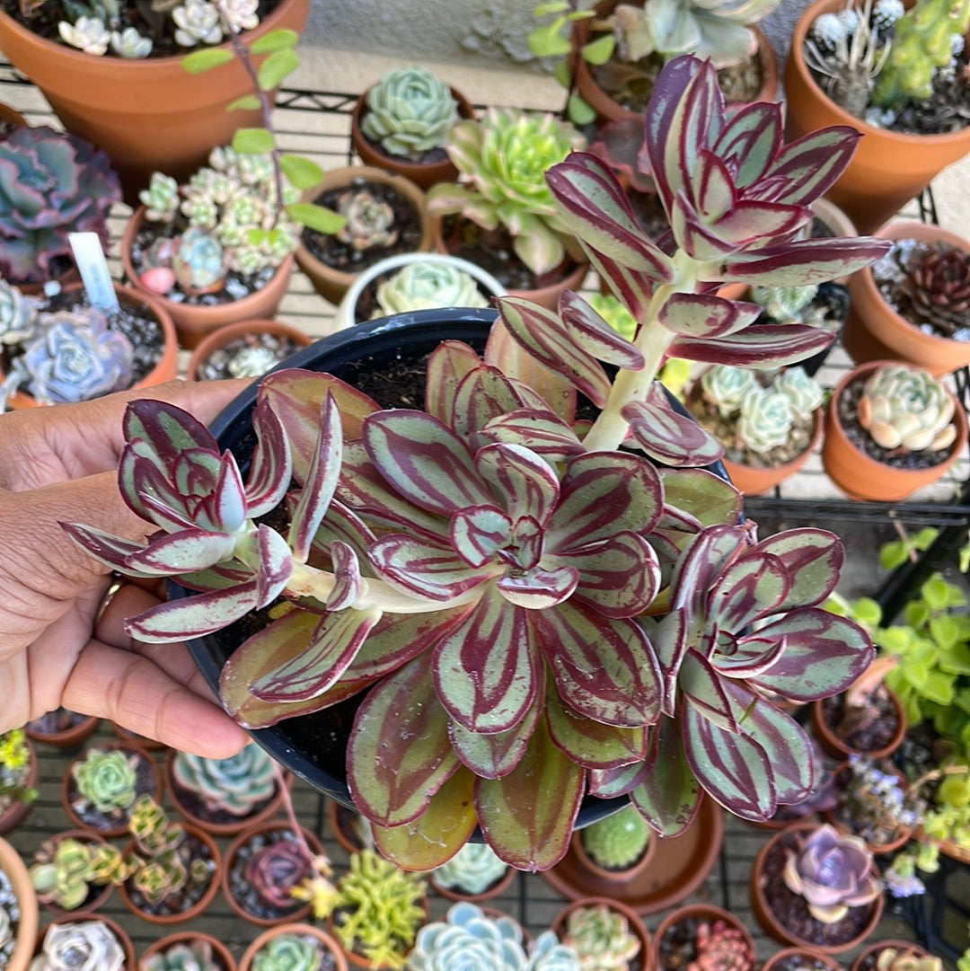 succulent echeveria plant Echeveria nodulosa 'Painted Echeveria'