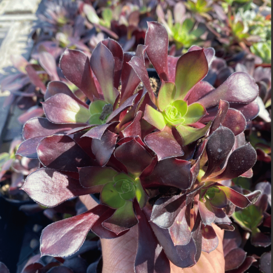 Aeonium sp. 2