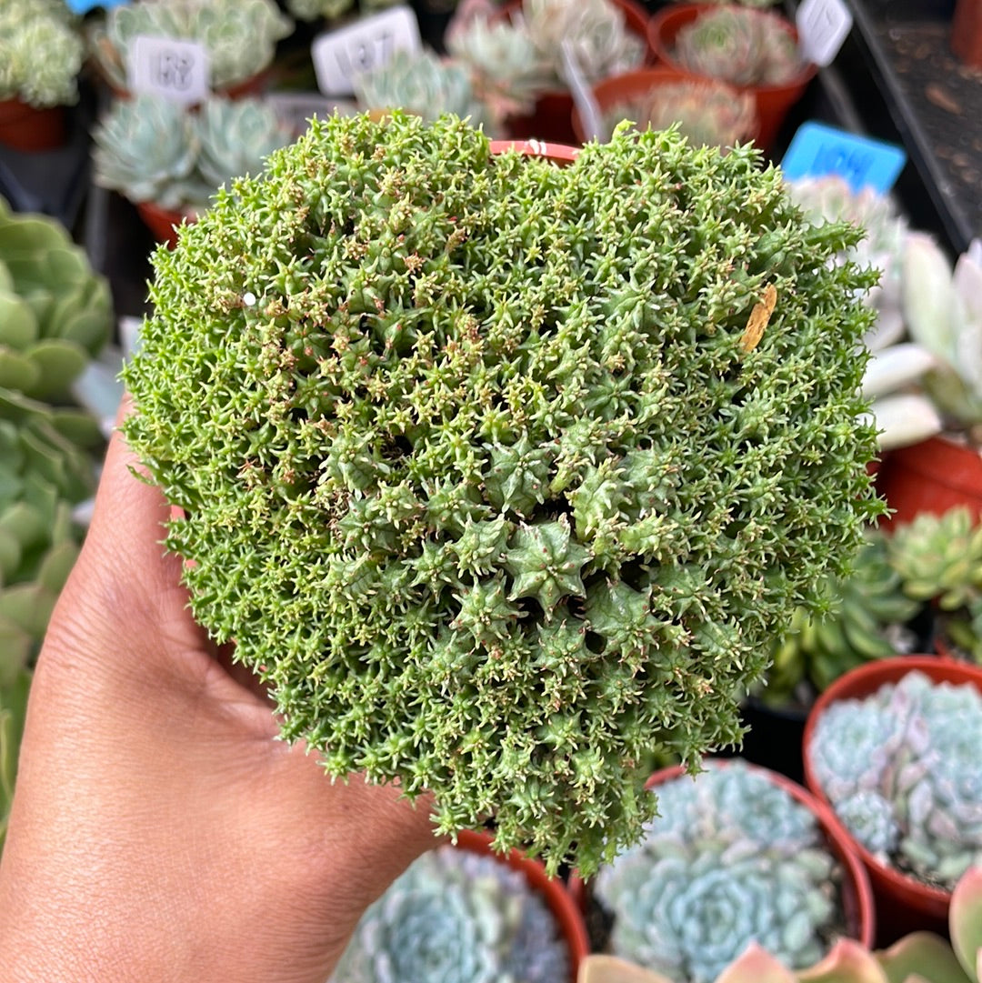 Euphorbia submamillaris succulent