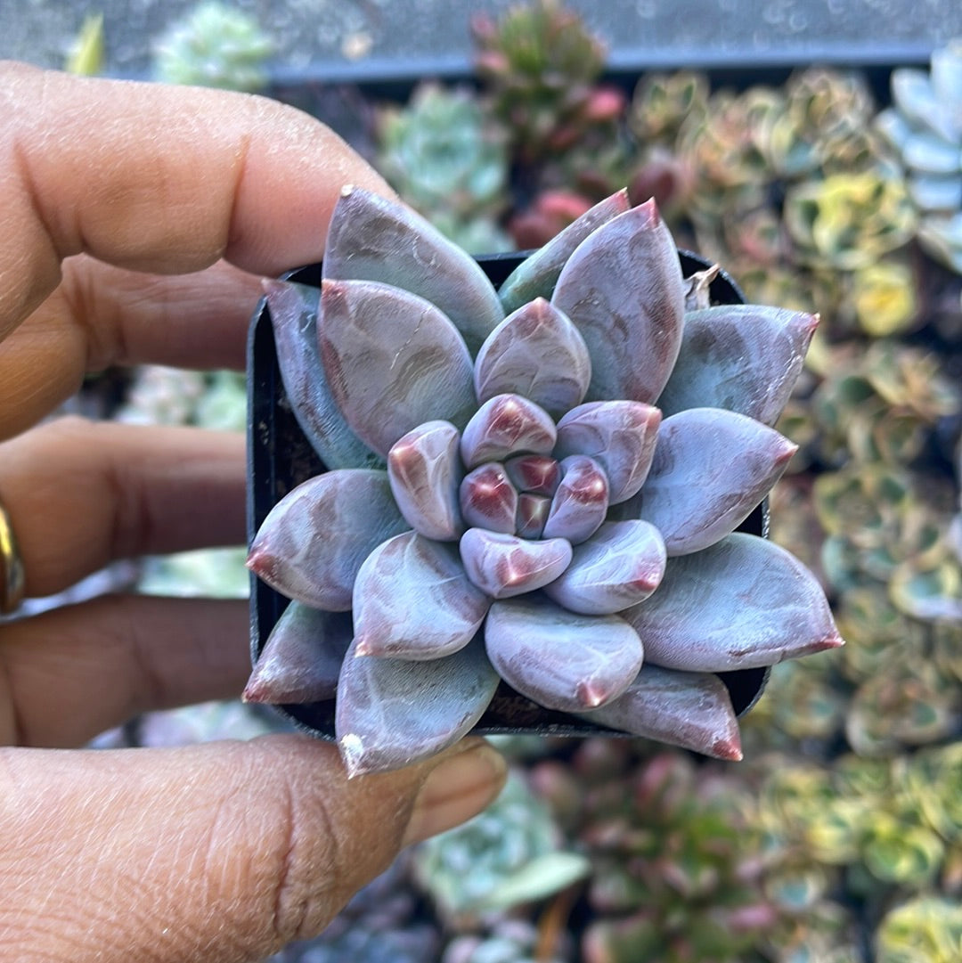 Pachyveria Glauca- Little Jewe