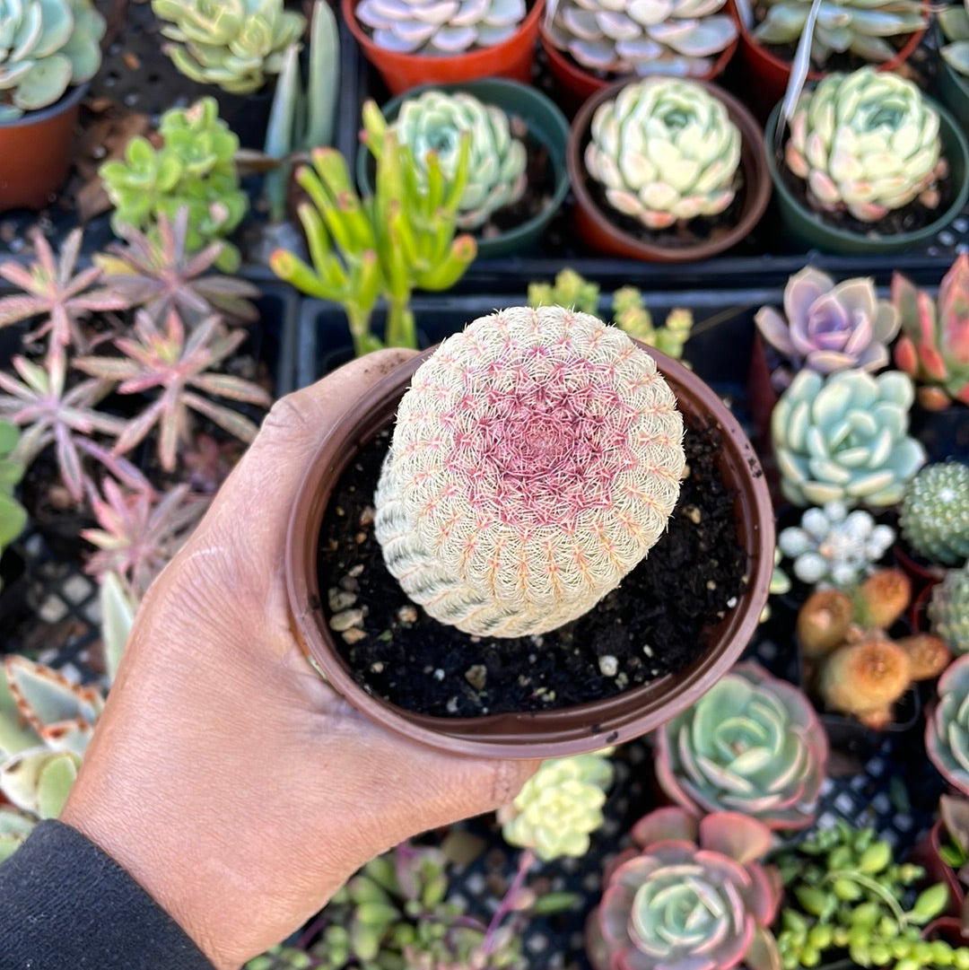 hedgehog succulent plant Rainbow Hedgehog Cactus