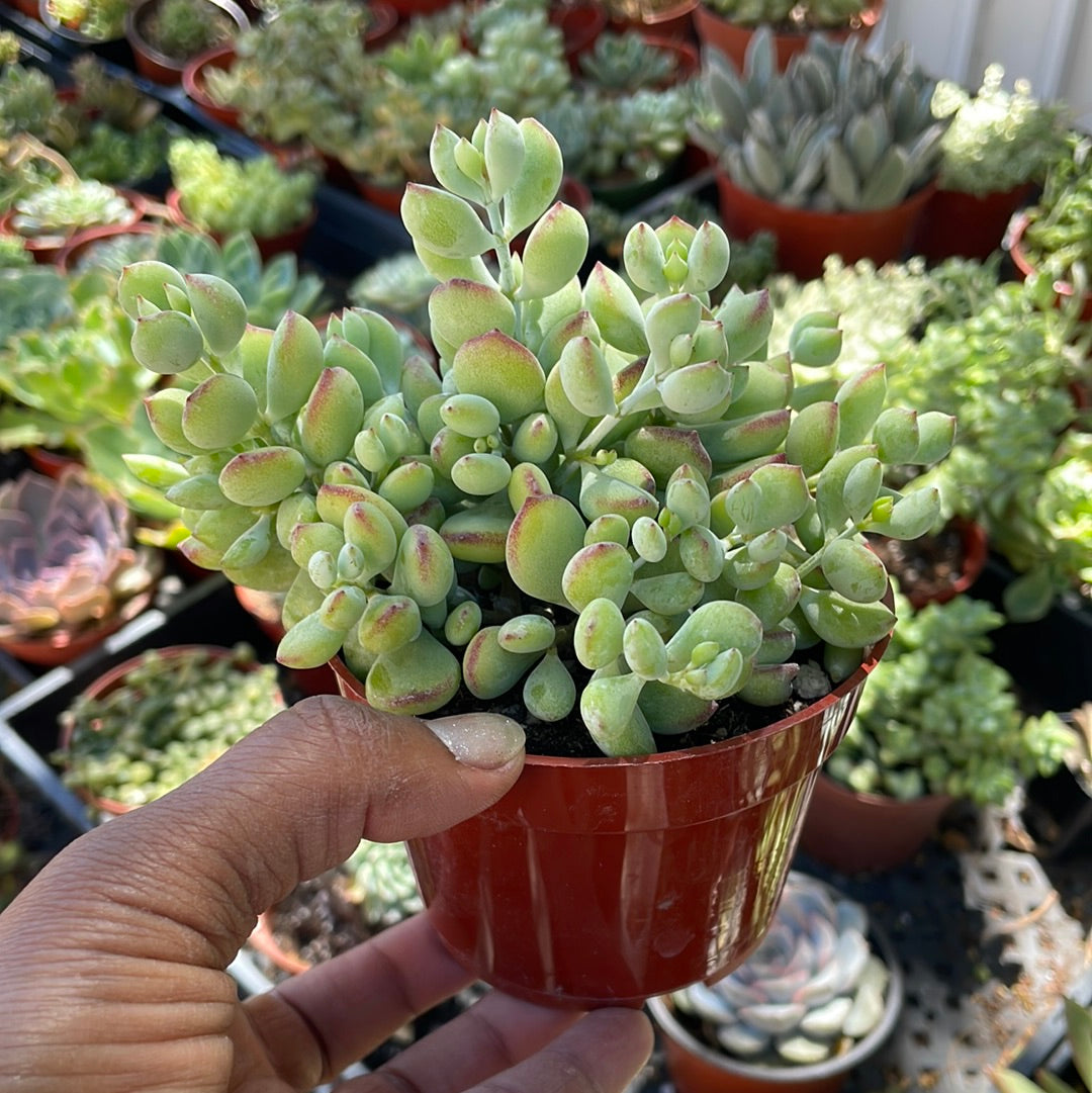 Cotyledon Pendens