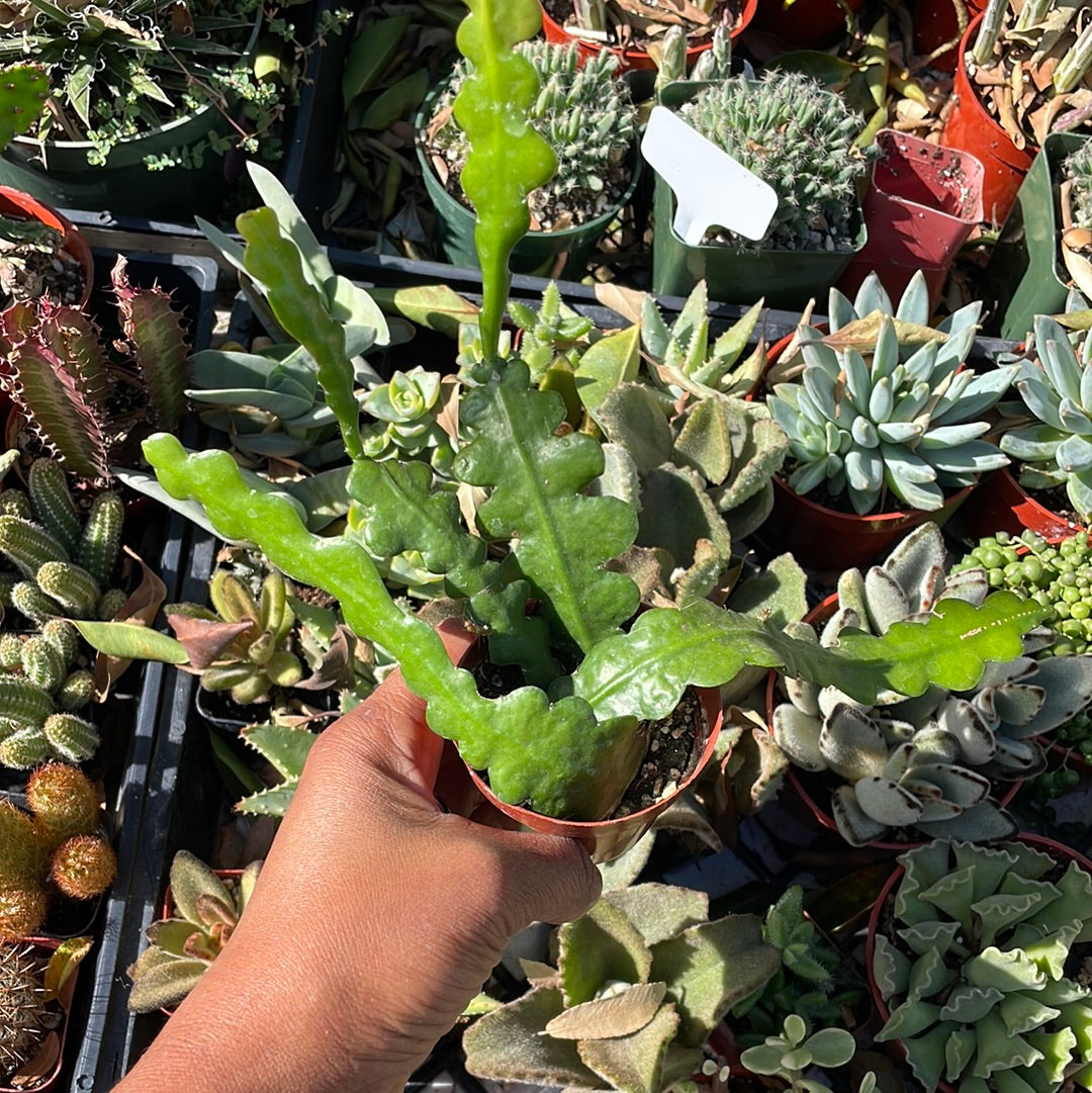 Epiphyllyum Anguliger ‘Fishbone Cactus’