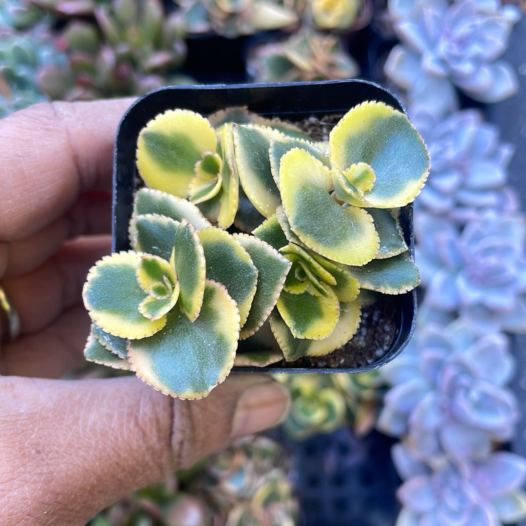 Crassula Sarmentosa “Comet” Succulents