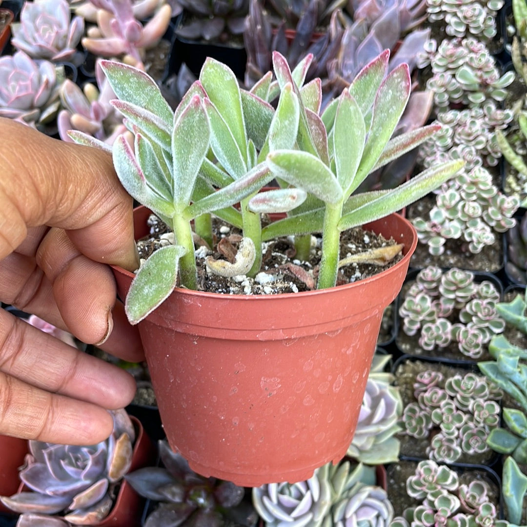 Echeveria Ruby Slippers