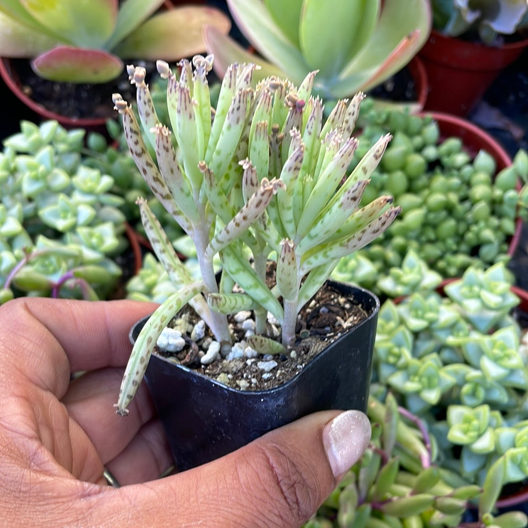 Kalanchoe delagoensis - Chandelier Plant, Mother of Millions