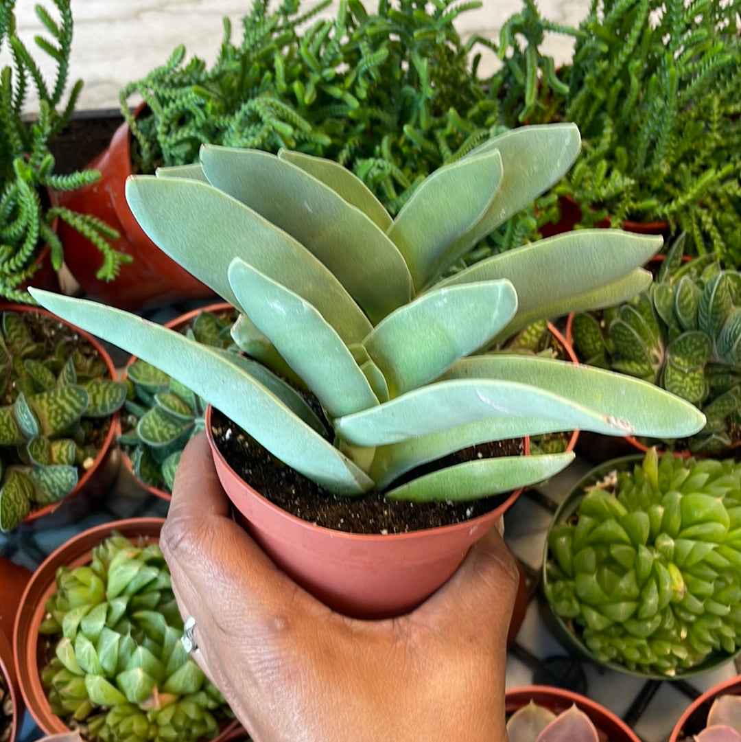 Crassula Falcata - Propeller Plant