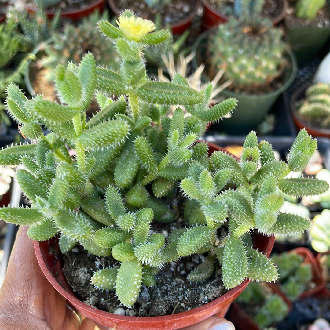 Delosperma echinatum - Pickle Plant