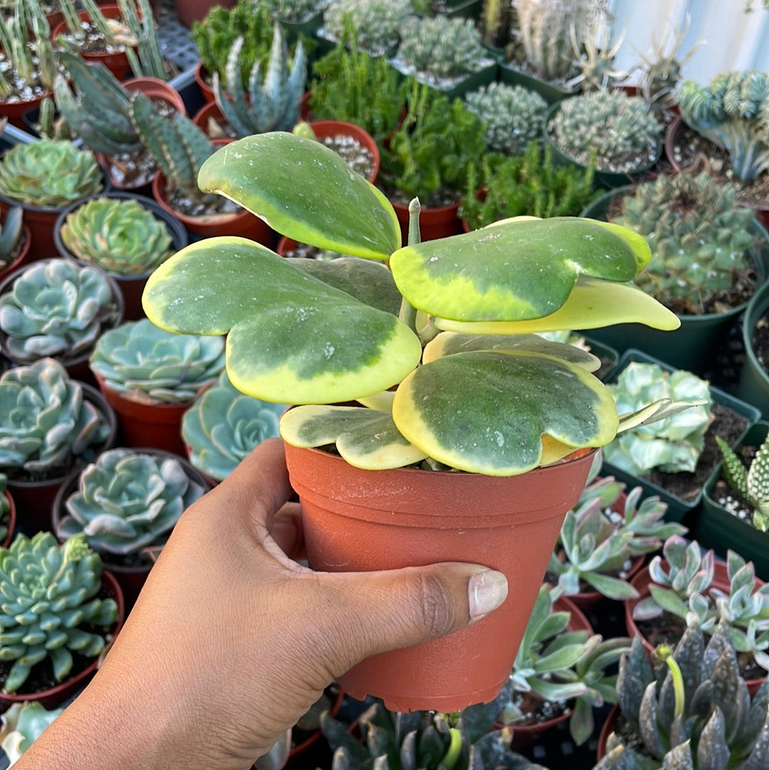 Variegated Hoya Kerri