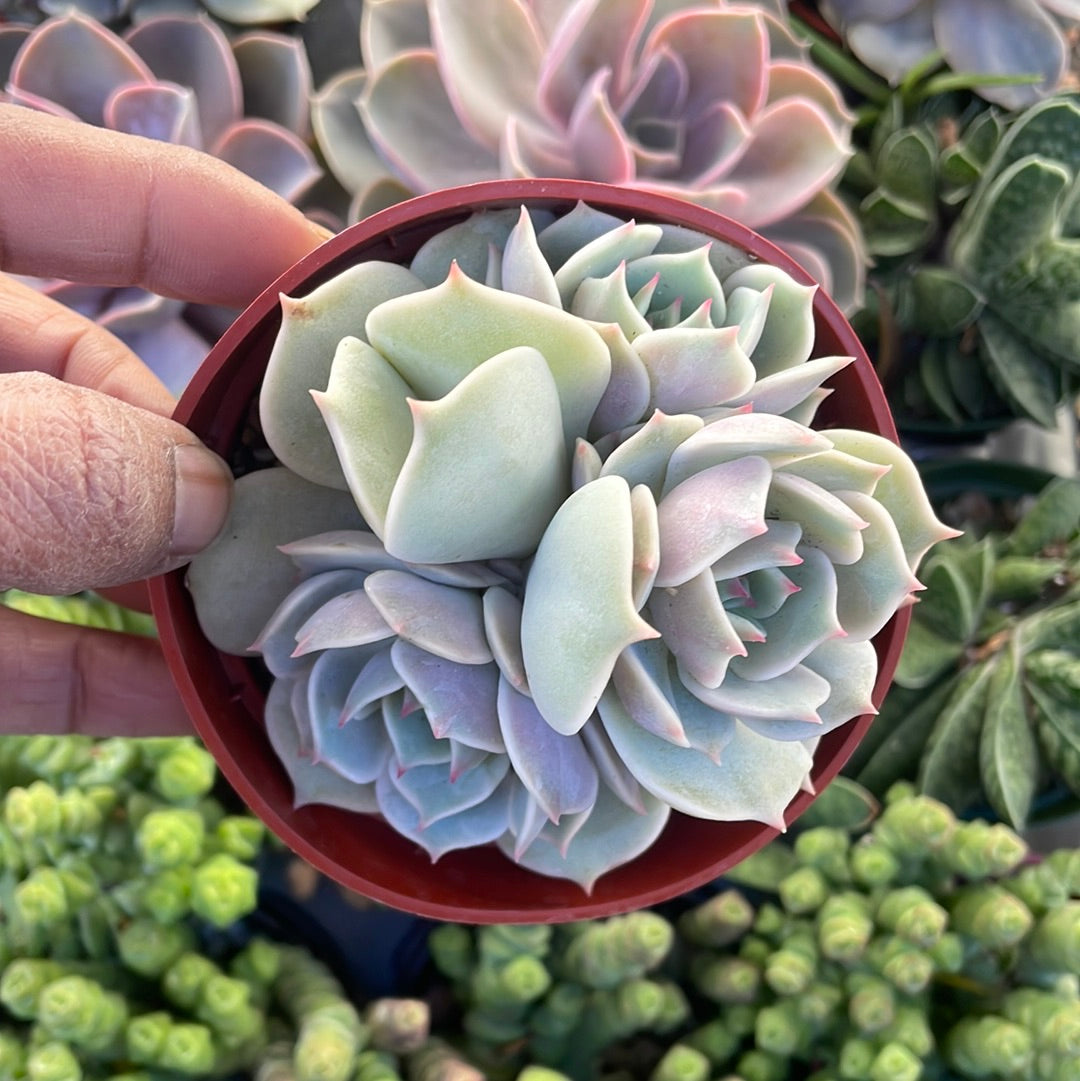 Echeveria Lola Gone Wild Succulent