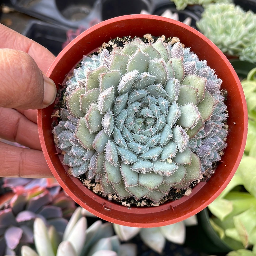 Echeveria setosa var. minor
