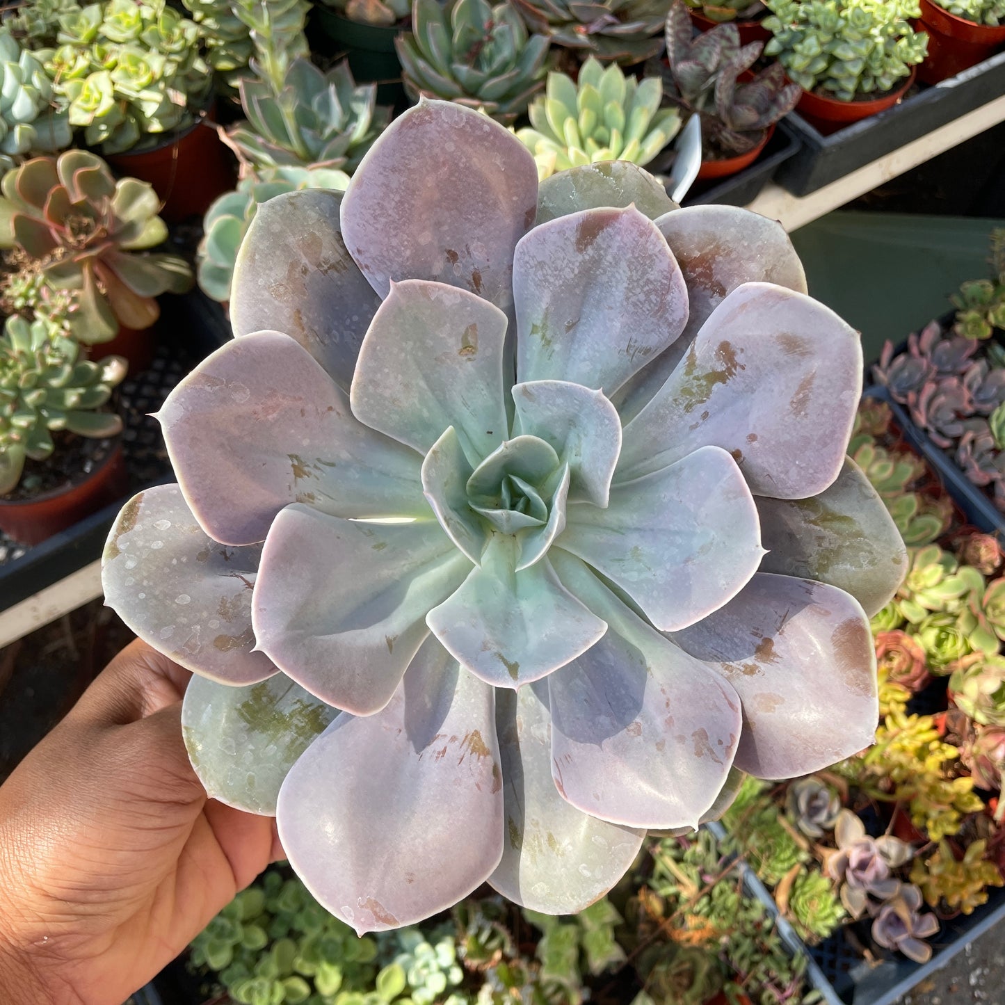 Echeveria Cream Puff