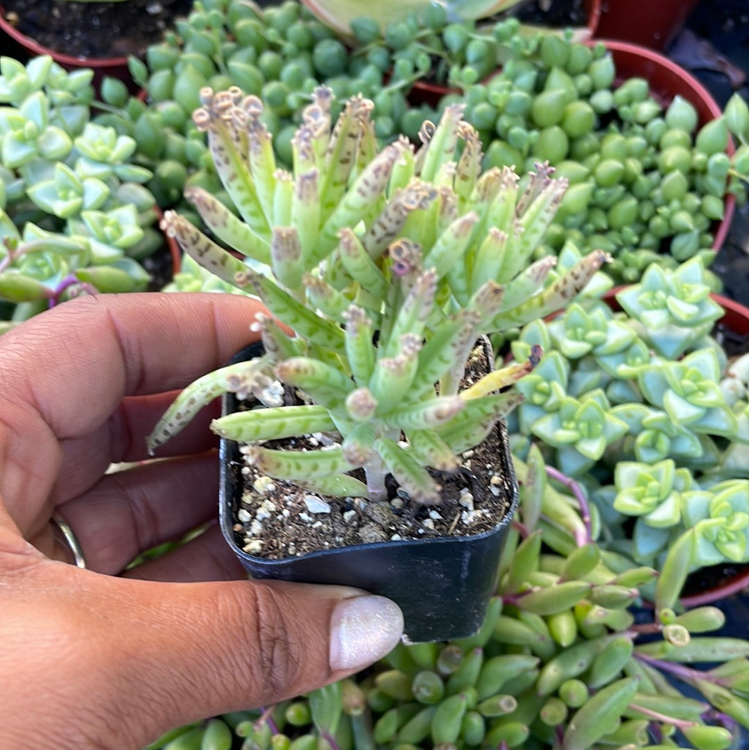 Kalanchoe delagoensis - Chandelier Plant, Mother of Millions