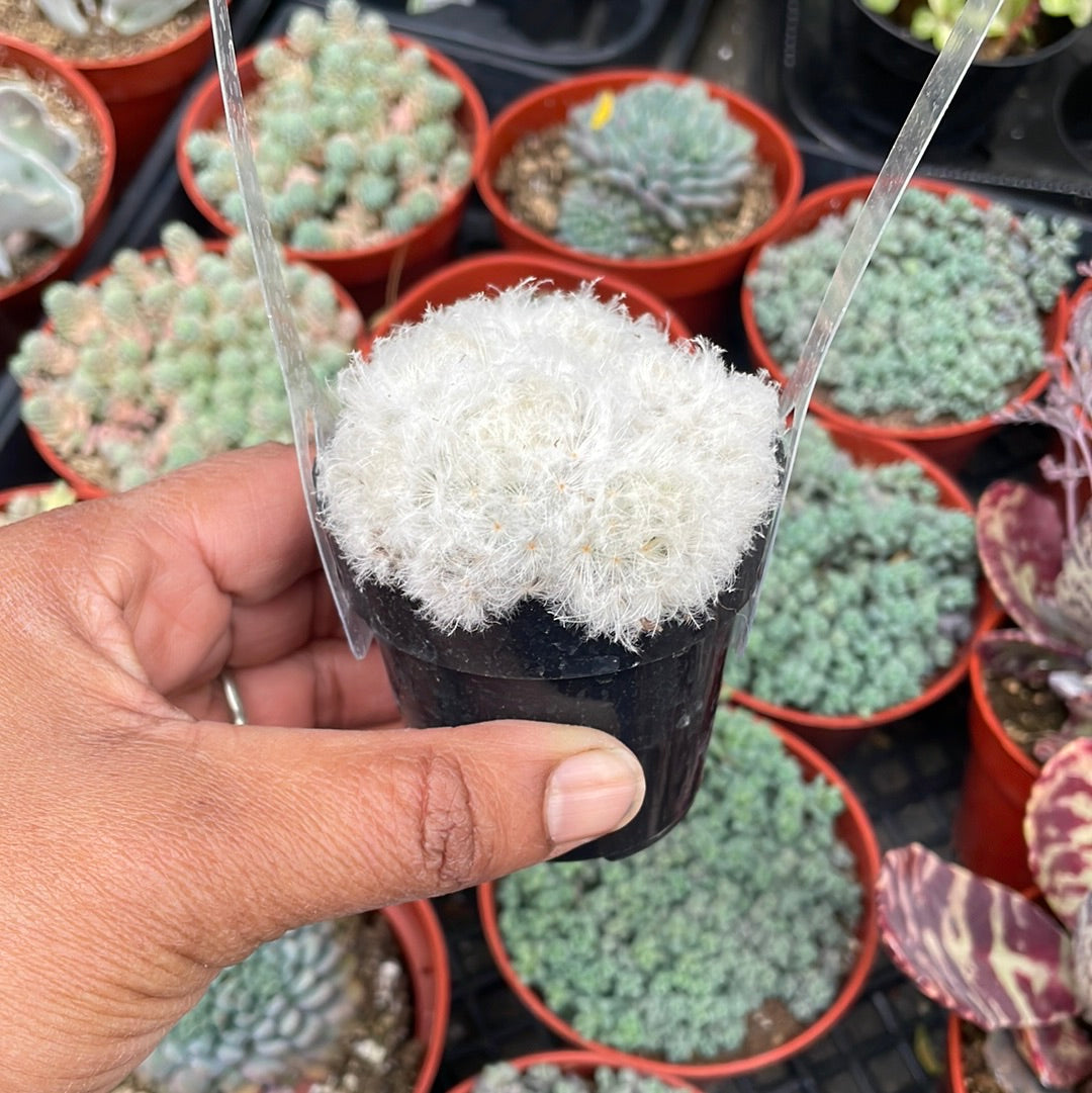 Mammillaria plumosa succulent