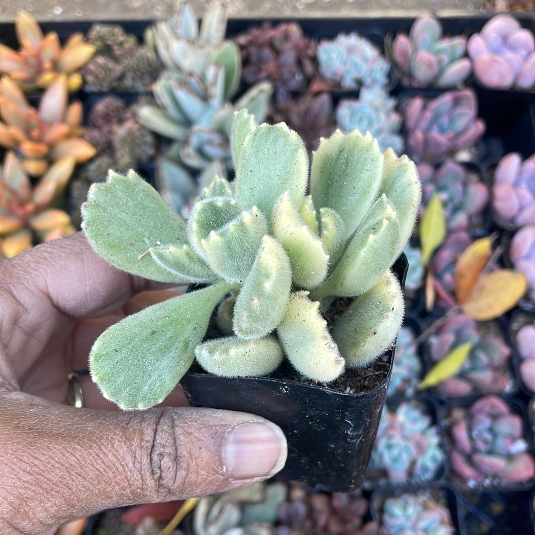 Variegated Cotyledon Tomentosa Succulent- Variegated Bear's Paw (fragile leaves)