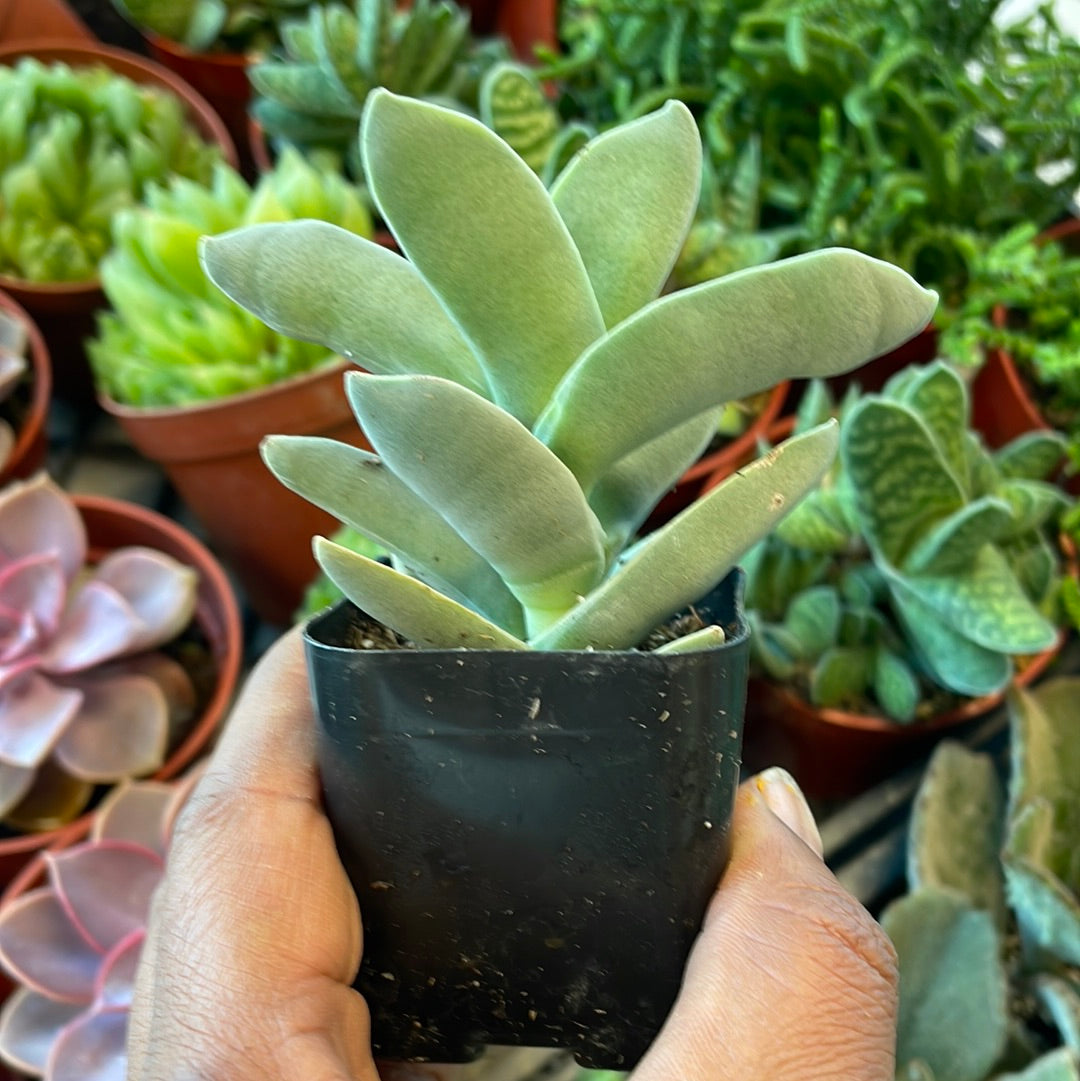 Crassula Falcata - Propeller Plant