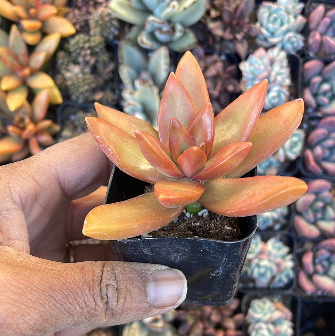 Sedum nussbaumerianum 'Orange Delight’ Succulent
