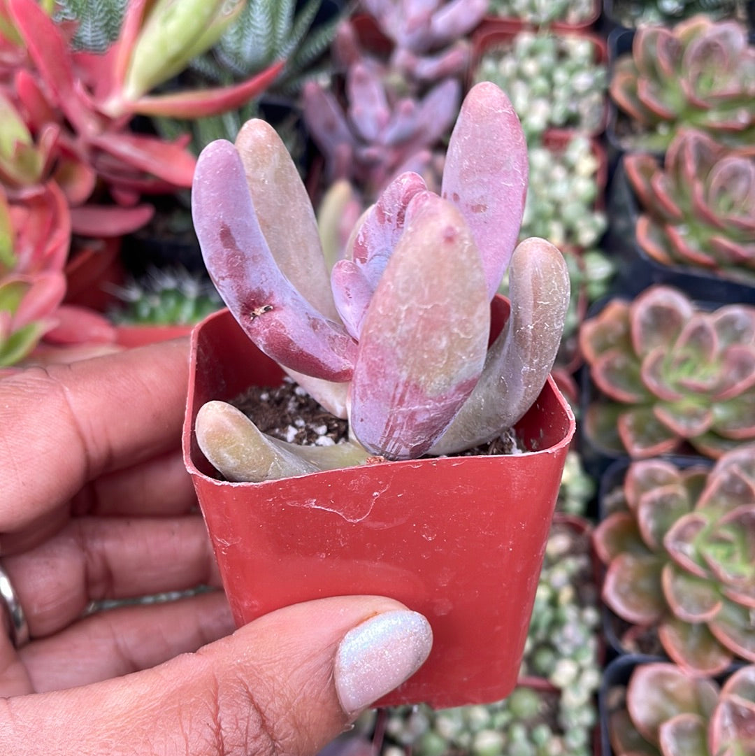 Pachysedum ‘Ganzhou’