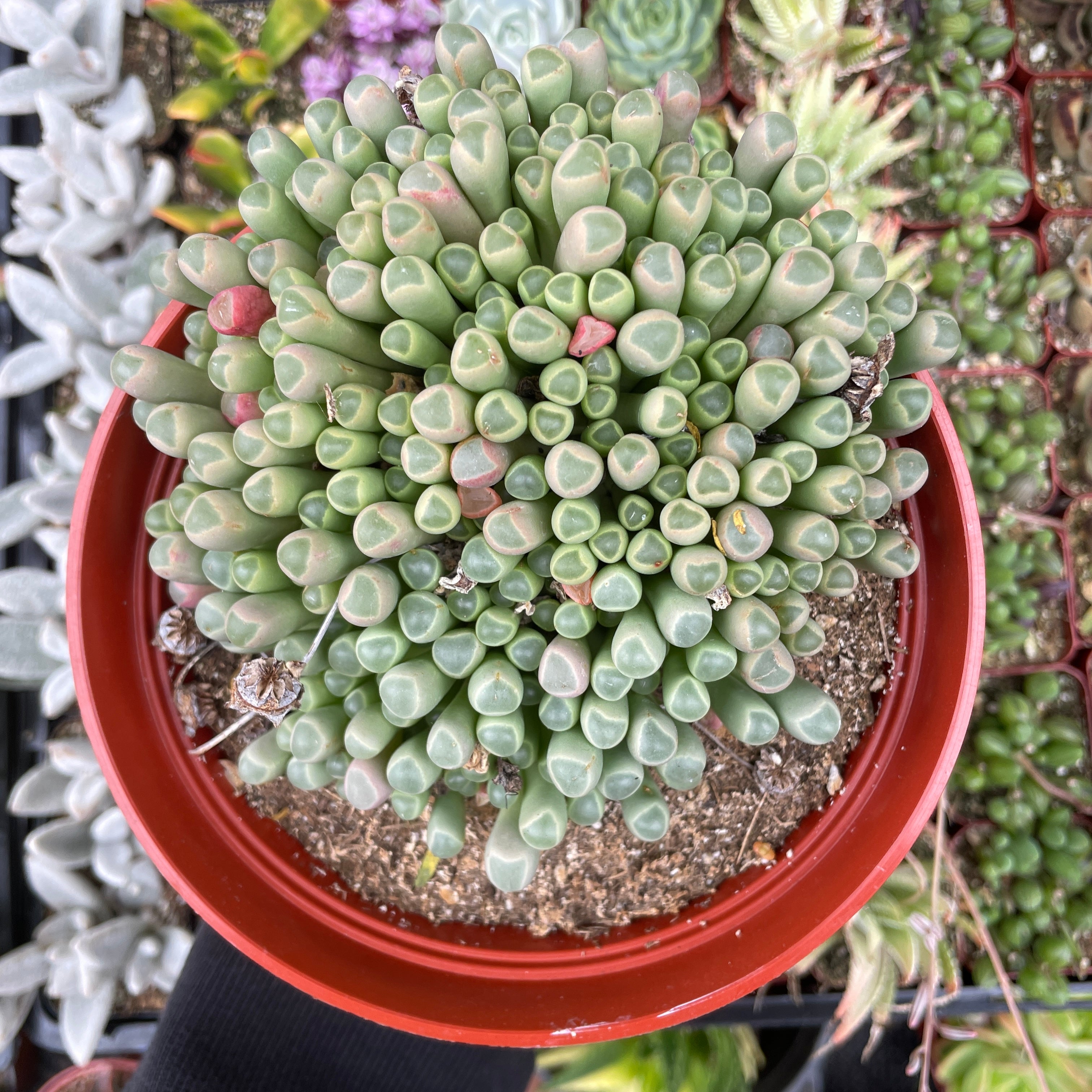 baby toe succulent Fenestraria Baby Toes