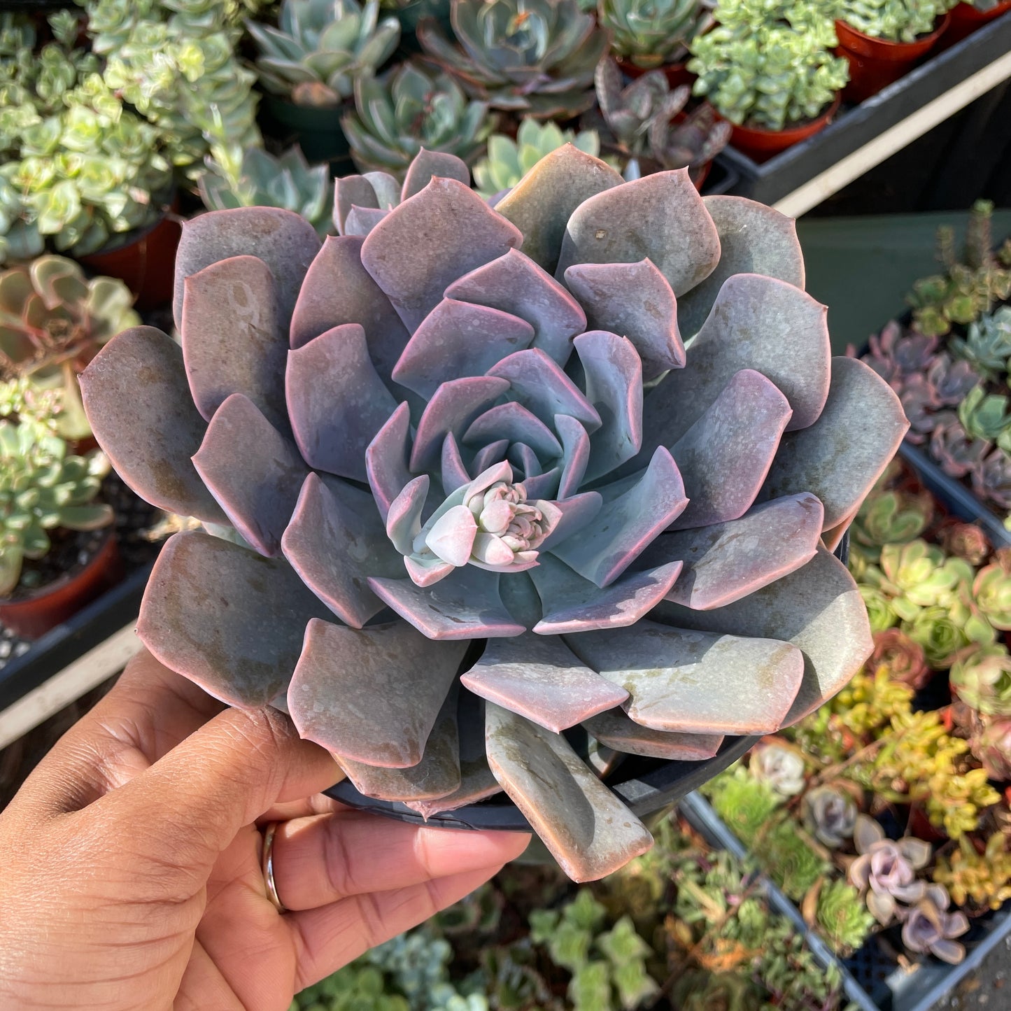 Imperfect Graptoveria Francesca