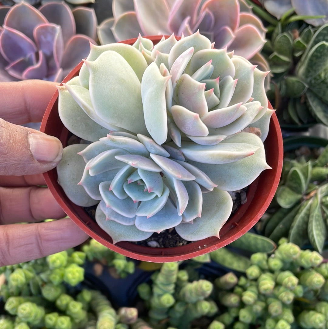 succulent wild Echeveria Lola Gone Wild Succulent