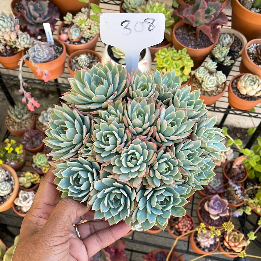 6 Inch Succulents