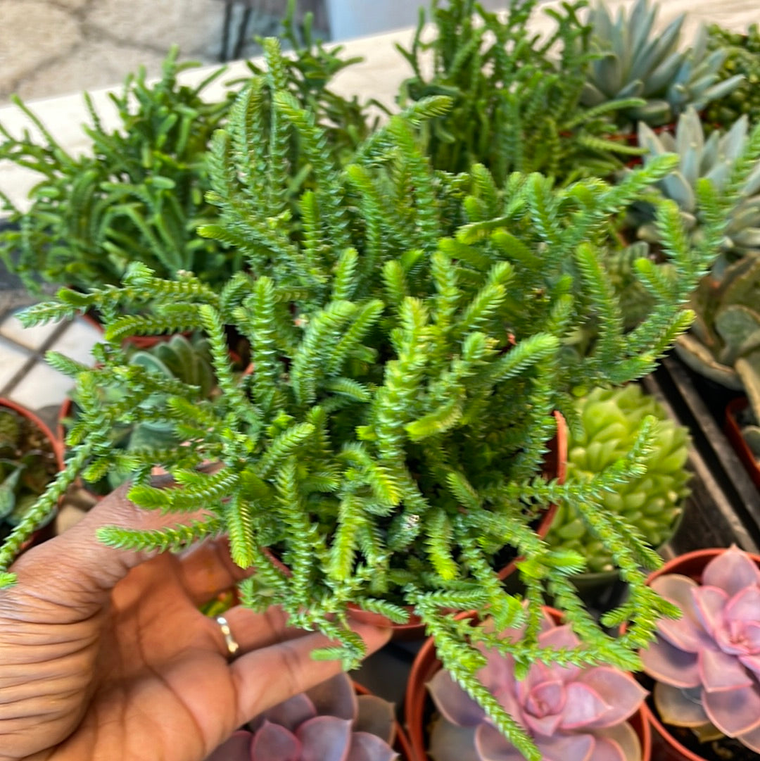 chain plant succulent Crassula Muscosa