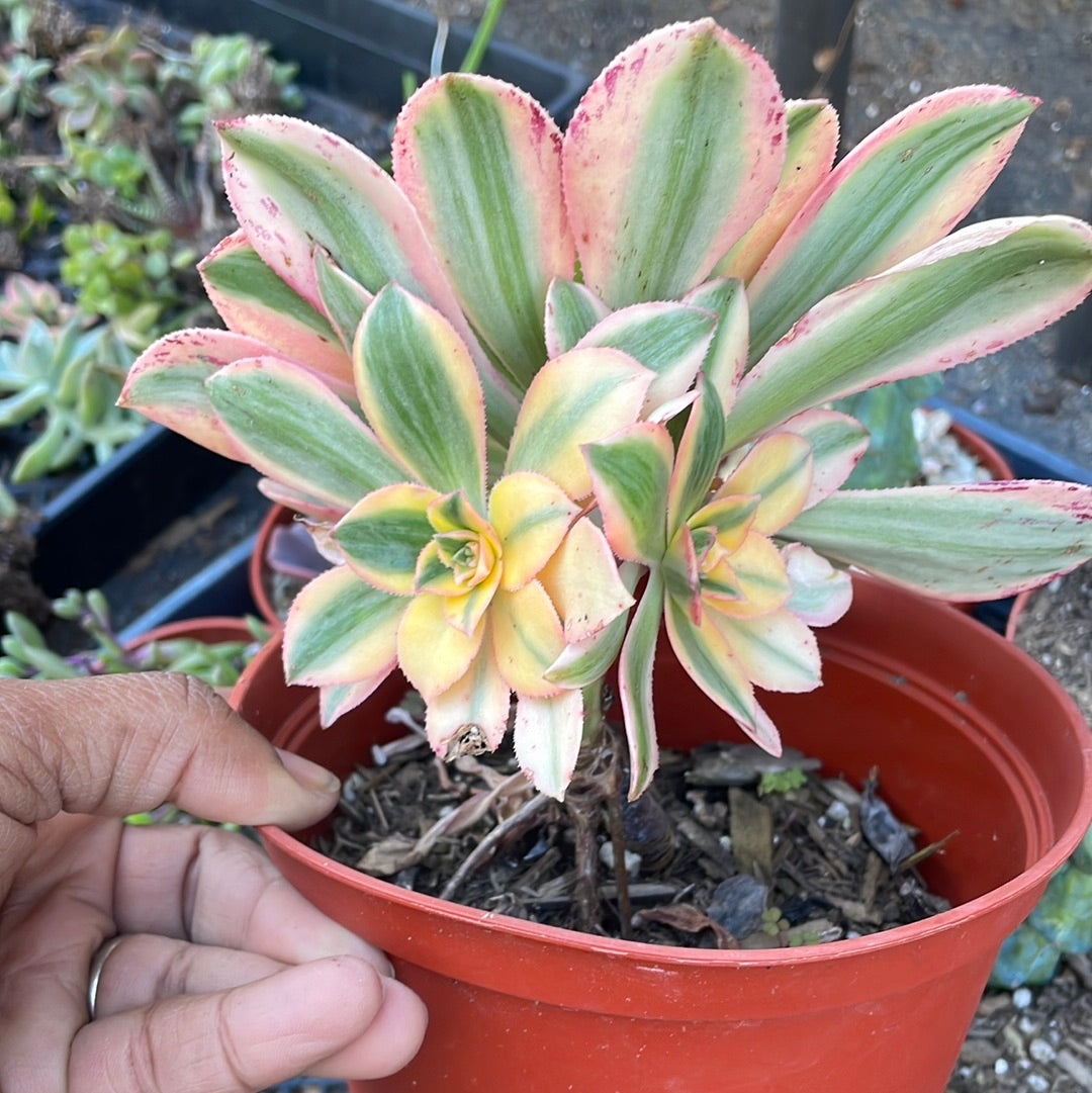 Aeonium Sunburst
