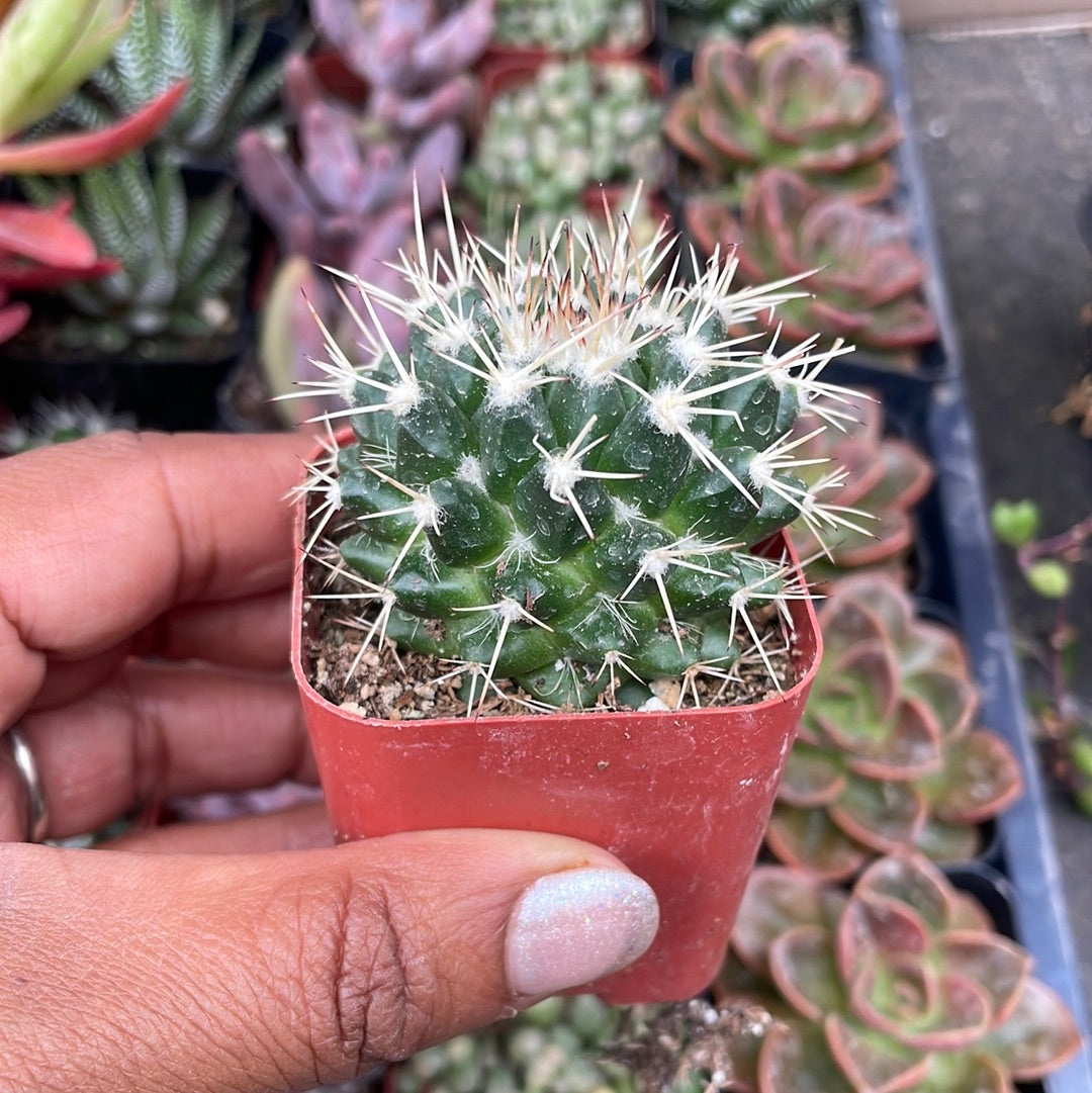 Mammillaria polythele