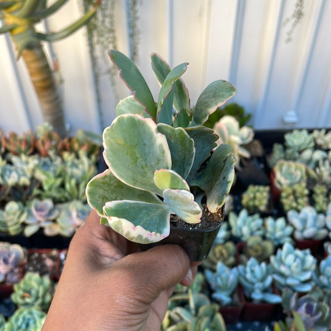 Kalanchoe fedtschenkoi - Lavender scallops
