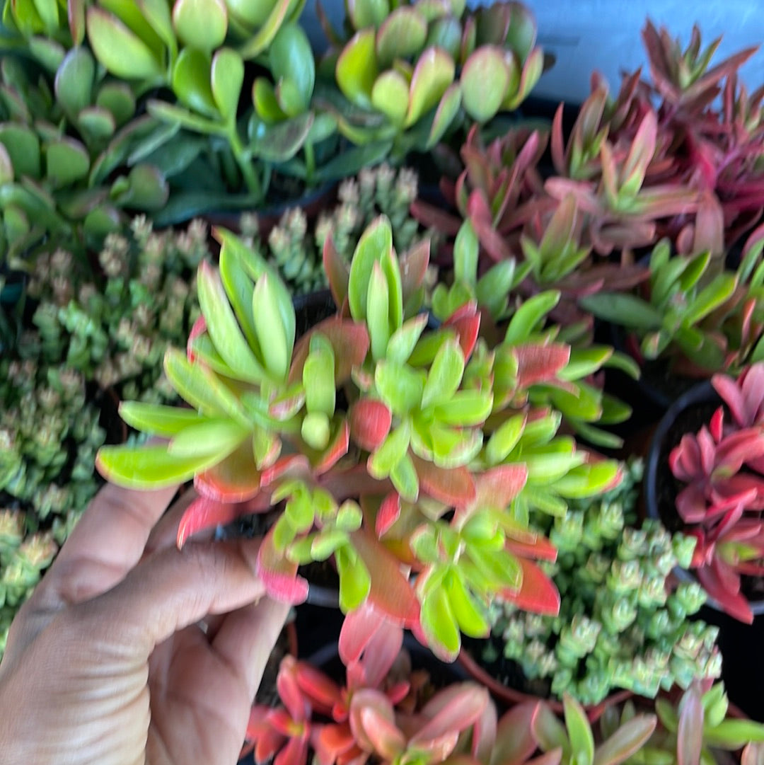Crassula Campfire