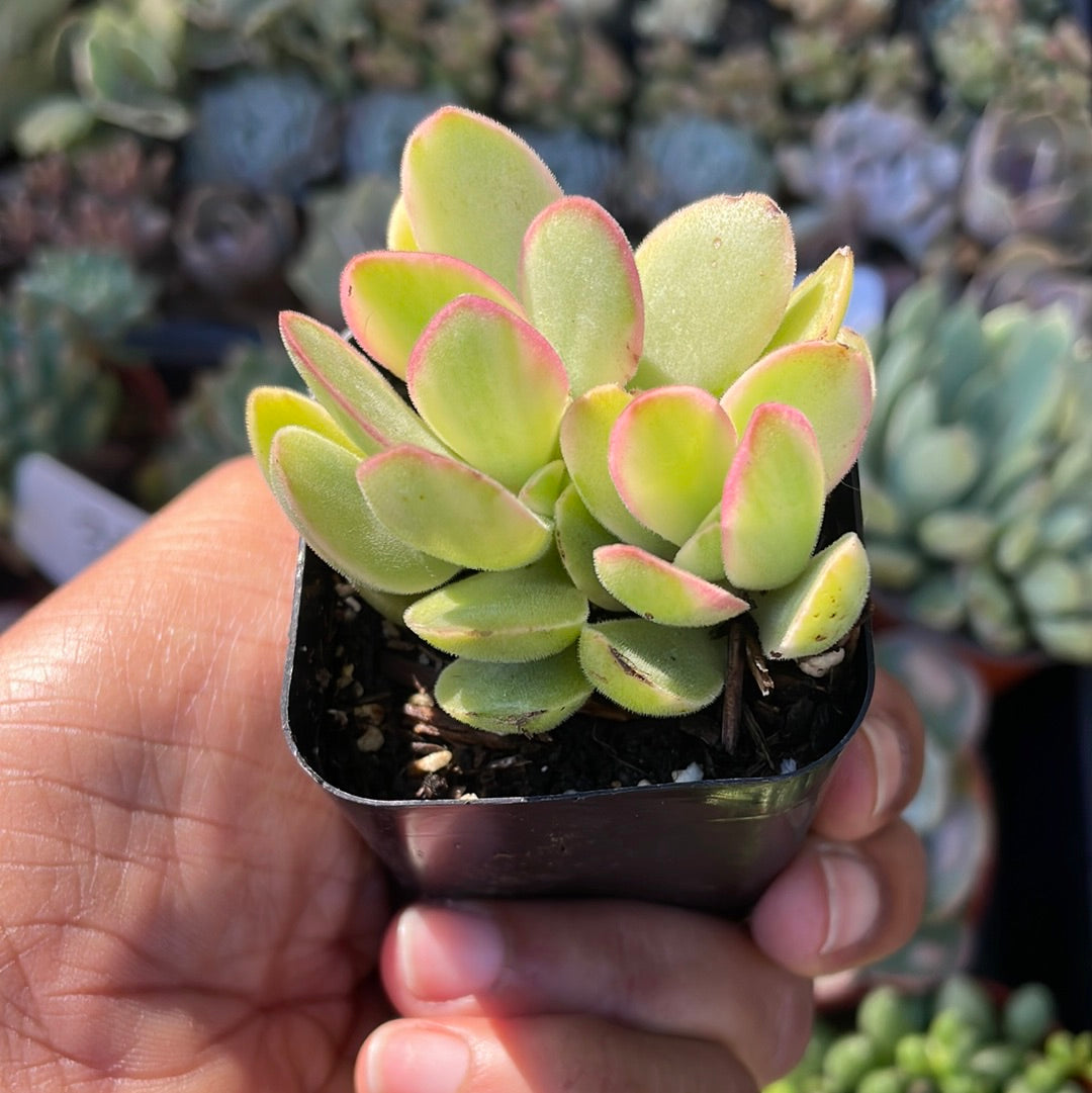 Crassula swaziensis Variegata 'Money Maker’
