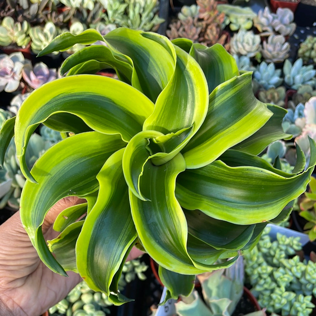 Dracaena Tornado - Snake plant sansevieria