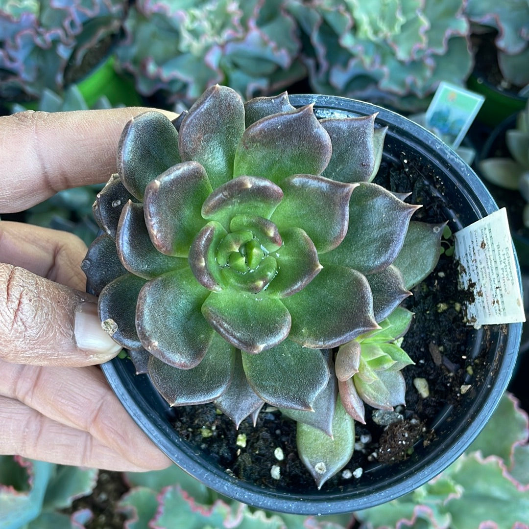 black prince succulent plant Echeveria Black Prince Succulent