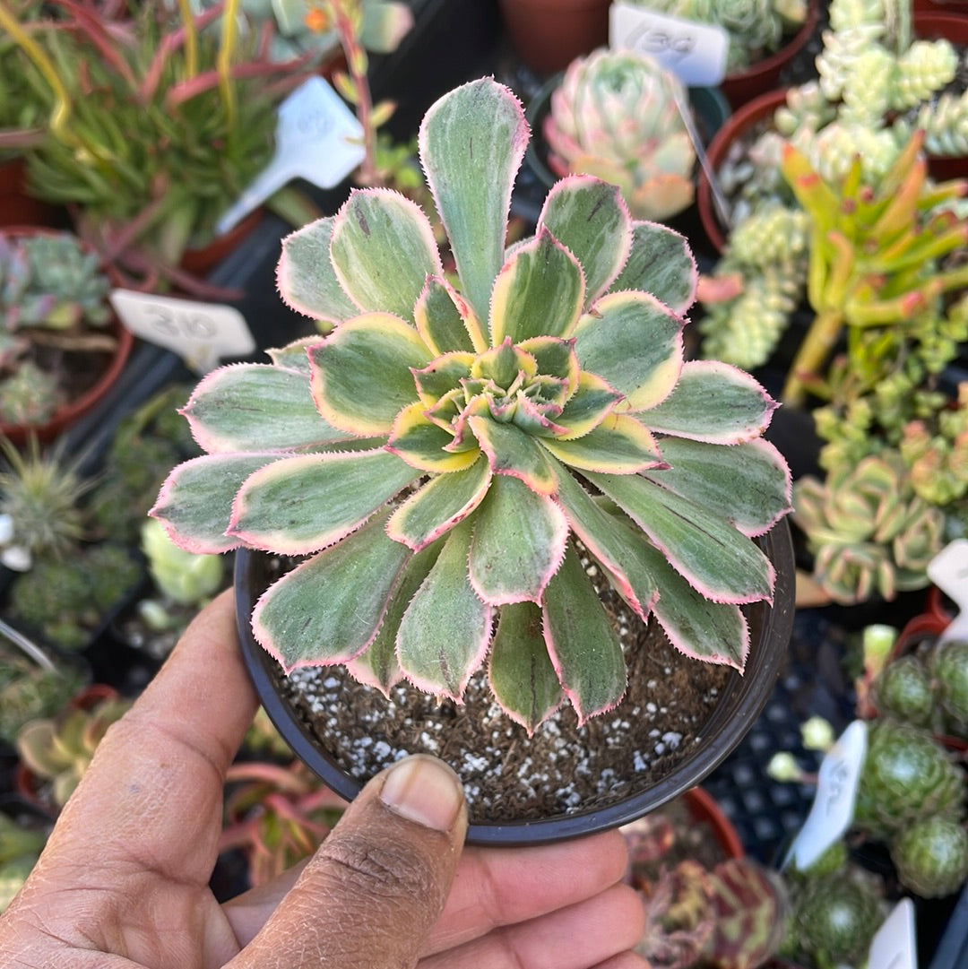 Crested Aeonium Sunburst