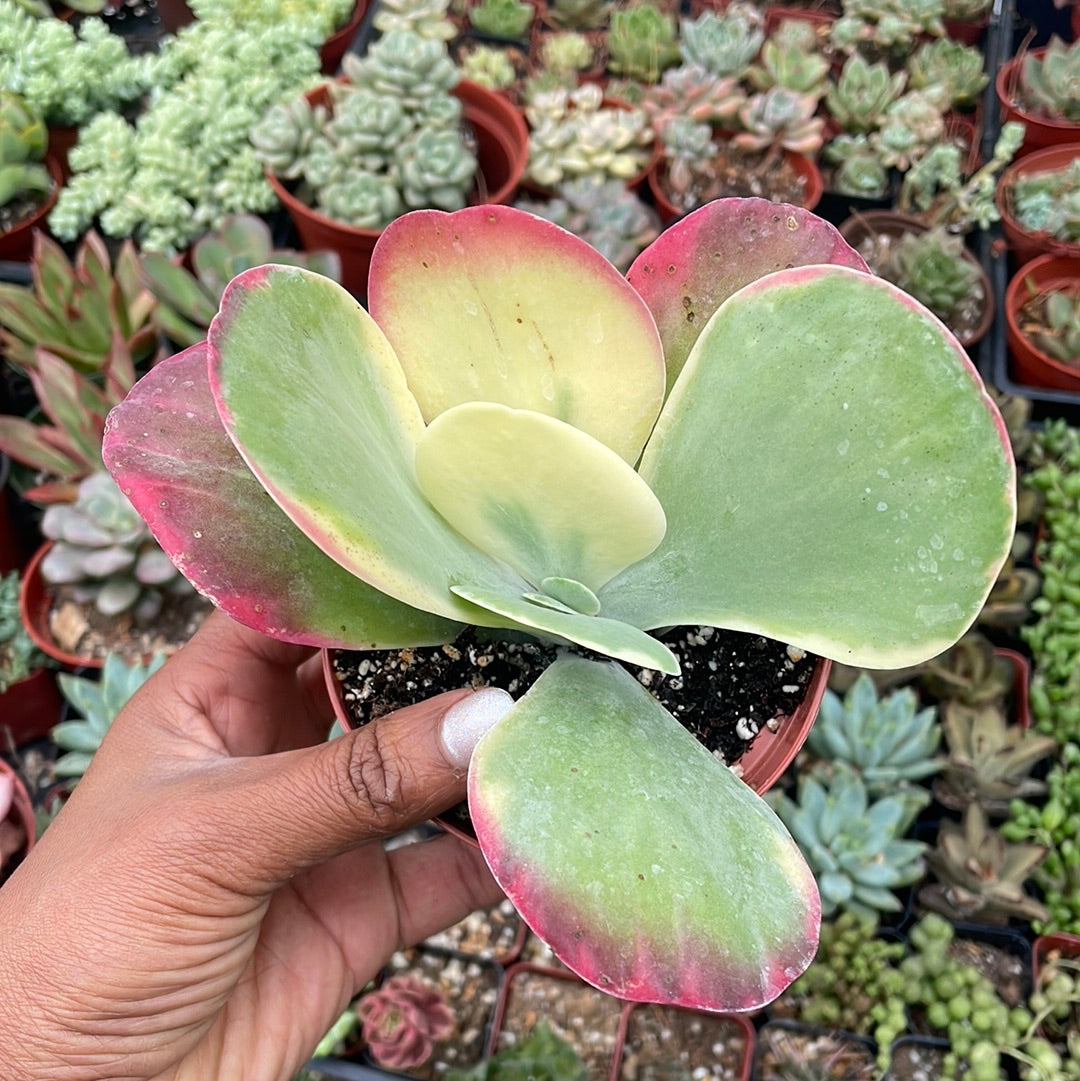 kalanchoe flapjacks succulent Kalanchoe luciae 'Fantastic' Variegated Flapjack/Paddle Plant