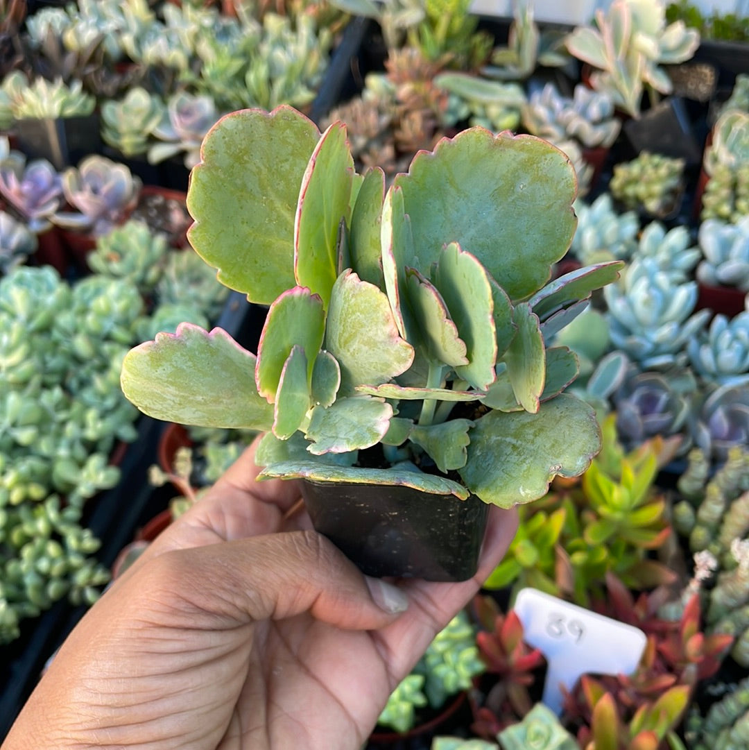 kalanchoe fedtschenkoi succulent Variegated Lavender Scallops