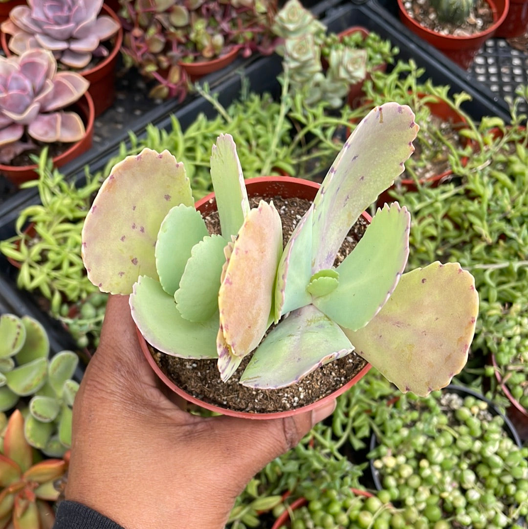 Kalanchoe mormorata