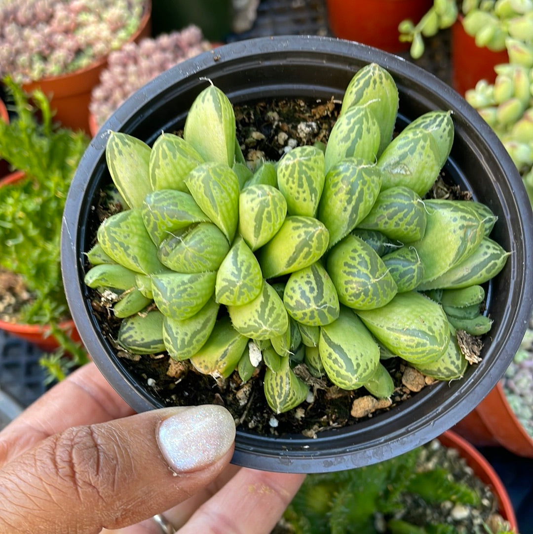 Haworthia Cooperi var
