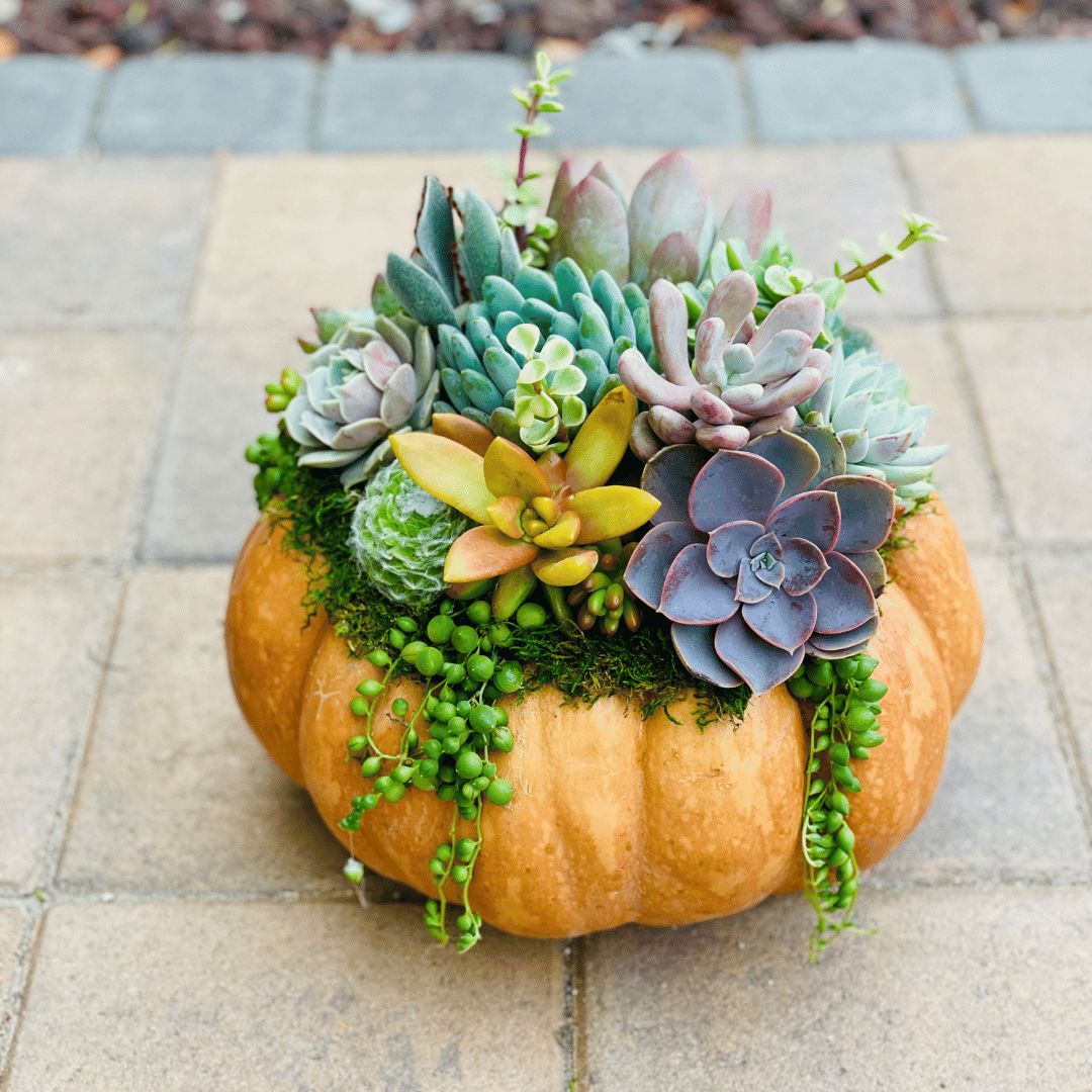 succulent pumpkin diy DIY Pumpculent Kit