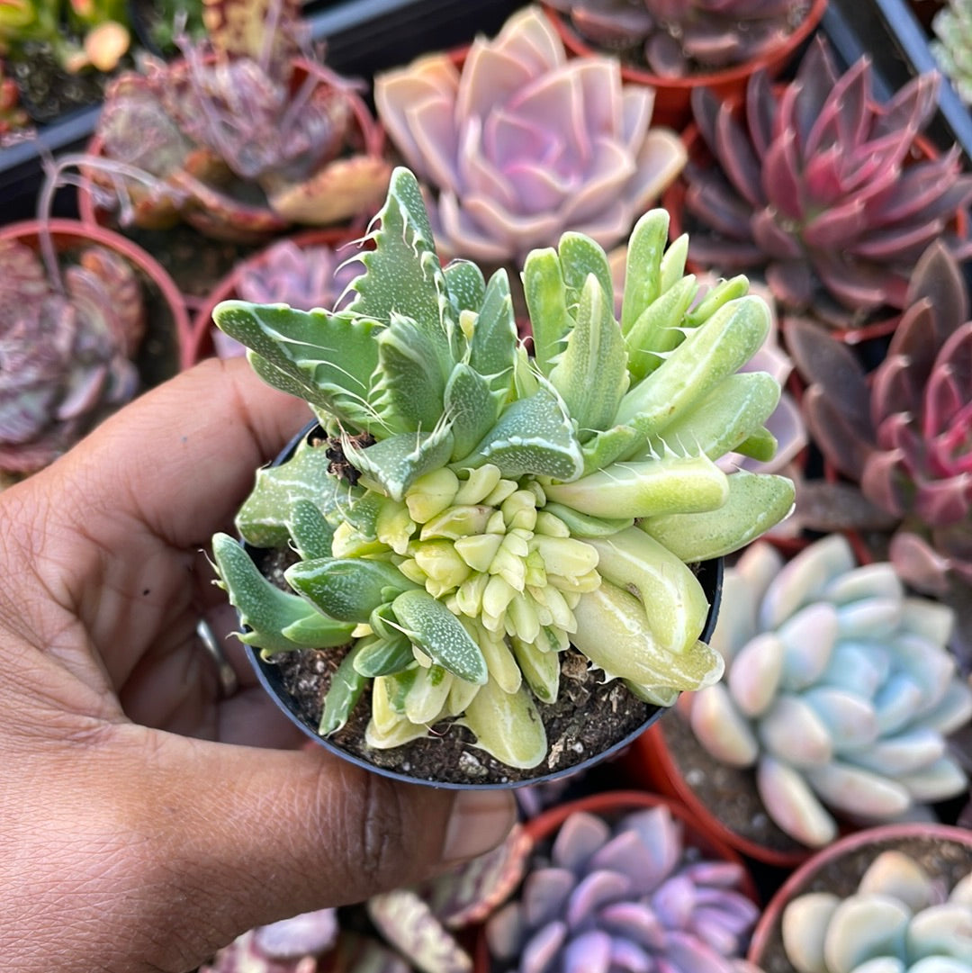 Variegated 'Tiger Jaw' Succulent