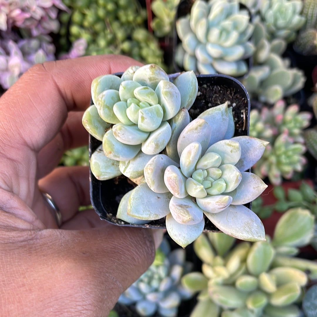 Sedeveria Lilac Mist