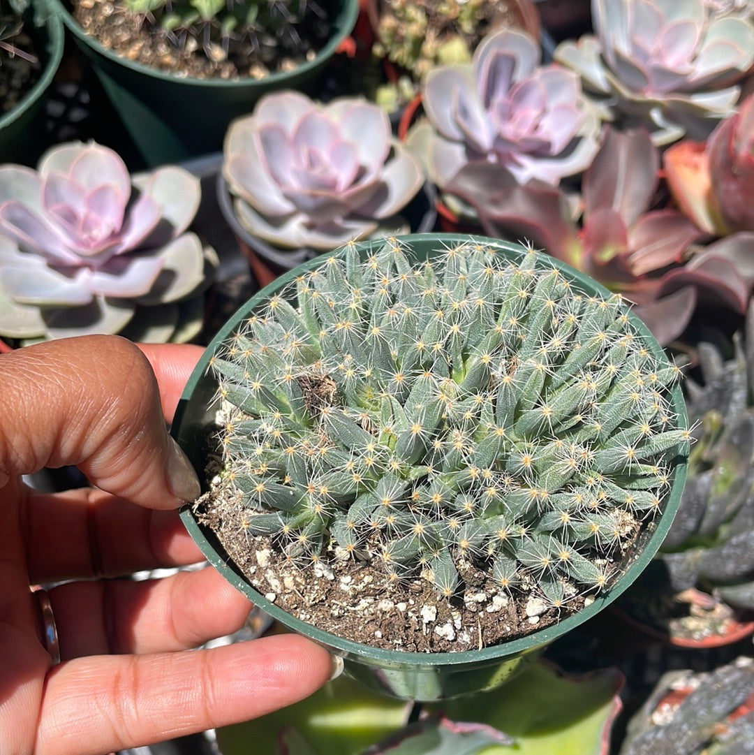 Trichodiadema - Miniature Desert rose