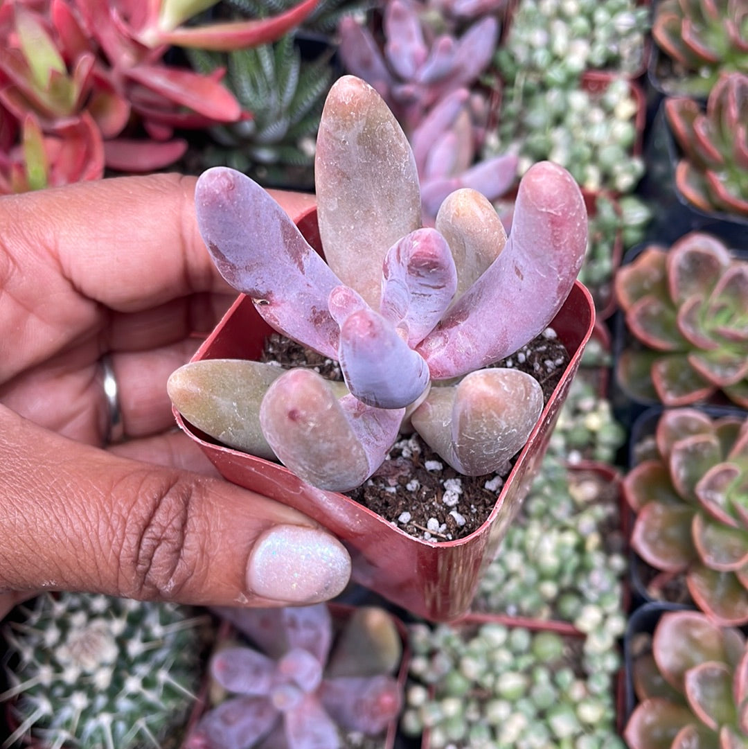 Pachysedum ‘Ganzhou’